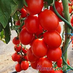 СОНЕТ F1 / SONET F1 - насіння томата (помідора), Moravoseed