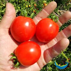 КЕНТАВР F1 / KENTAVR F1 - насіння томата (помідора), LibraSeeds (Erste Zaden)