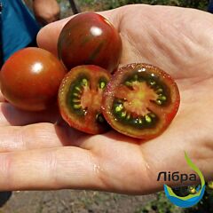 АРИКА F1 / ARIKA F1 - семена томата (помидора), LibraSeeds (Erste Zaden)
