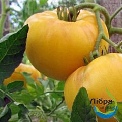 РАНІ F1 / RANI F1 - насіння томата (помідора), LibraSeeds (Erste Zaden)