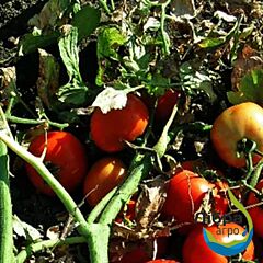 ХАСТЛЕР F1 / HASTLER F1 - семена томата (помидора), LibraSeeds (Erste Zaden)