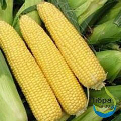 ГЕРА F1 / GERA F1 - семена сахарной кукурузы, LibraSeeds (Erste Zaden)