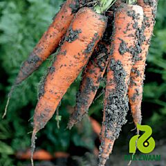 ТРАФОРД F1 / TRAFORD F1 - семена моркови, Rijk Zwaan