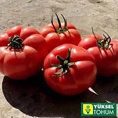 ПІНК ХІТ F1 / PINK HIT F1 - насіння томату, Yuksel Tohum
