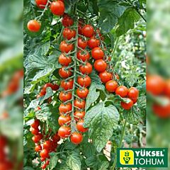 ЯНІЧЕРІ F1 / IANICHERI F1 - насіння томату, Yuksel Tohum