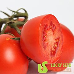 АРІОЗО F1 / ARIOZO F1 - насіння томата (помідора), Lucky Seed