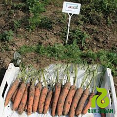 ДЖЕРАДА F1 / JERADA F1 - семена моркови, Rijk Zwaan