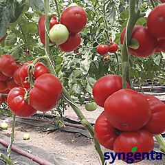 ДЕВОНЕТ F1 / DEVONET F1 - насіння томату, Syngenta
