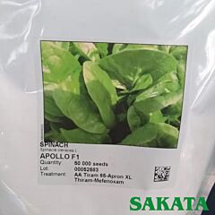 АПОЛЛО F1 / APOLLO F1 - насіння шпинату, Sakata