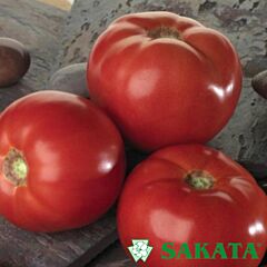 БЕЛЛА РОСА F1 / BELLA ROSA F1 - семена томата (помидора), Sakata