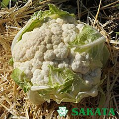 КАСТОР F1 / KASTOR F1 - насіння цвітної капусти, Sakata
