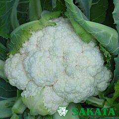 КАШМІР F1 / KASHMIR F1 - насіння цвітної капусти, Sakata