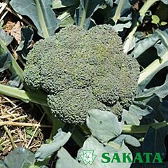 ЕОС F1 / EOS F1 - насіння капусти броколі, Sakata