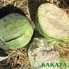 МАРЛУ F1 / MARLU F1 - насіння білоголової капусти, Sakata