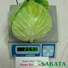 РОЯЛ ВАНТАЖ F1 / ROYAL VANTAGE F1 - насіння білоголової капусти, Sakata