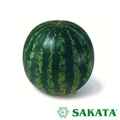 КРИМСТАР F1 / KRIMSTAR F1 - семена арбуза, Sakata