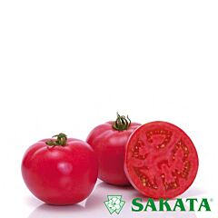 ПІНК МУН F1 / PINK MOON F1 - насіння томата (помідора), Sakata