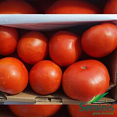 МІРСІНІ F1 / MIRSINI F1 - насіння томата (помідора), Seminis