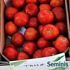 ТАНЯ F1 / TANYA F1 - насіння томата (помідора), Seminis