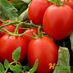 ФАБЕР F1 / FABER F1 - насіння томата (помідора), Hazera