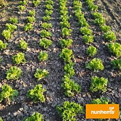 ФІНСТАР / FINSTAR - насіння салату, Nunhems