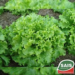 ГЕНТІЛІНА / GENTILINA - насіння салату, Sais