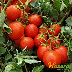 ГОНГ F1 / GONG F1 - насіння томата (помідора), Hazera