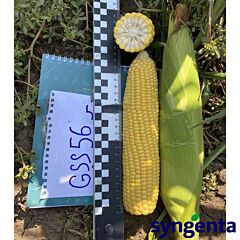 GSS5649 F1 / GSS5649 F1 - насіння цукрової кукурудзи, Syngenta