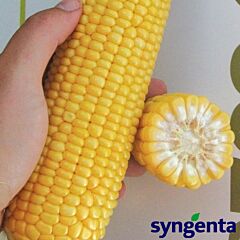 GSS8529 F1 / GSS8529 F1 - насіння цукрової кукурудзи, Syngenta