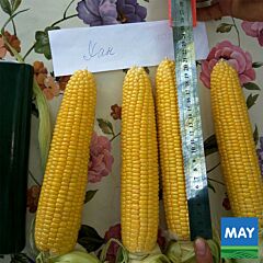 ХАН F1 / HAN F1 - насіння цукрової кукурудзи, May Seeds