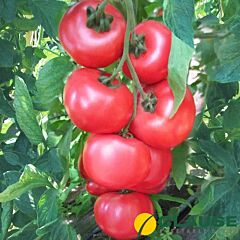 ХАННИ МУН F1 / HONEY MOON F1 - семена индетерминантного томата, Clause