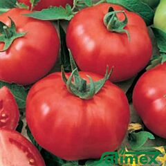 ІГРАНДА / IGRANDA - насіння томата (помідора), Satimex