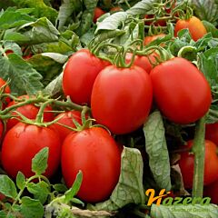 ИМПАКТ F1 / IMPAKT F1 - семена томата (помидора), Hazera