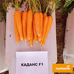 КАДАНС F1 / KADANS F1 - семена моркови, Nunhems