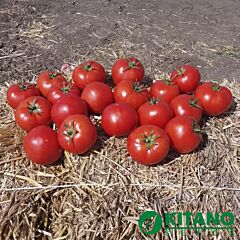 КАМІ (КС 898) F1 / KAMI (KS 898) F1 - насіння томата (помідора), Kitano Seeds