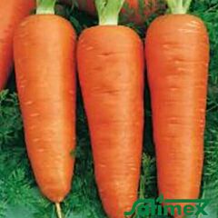 КАМПІНО / KAMPINO - насіння моркви, Satimex