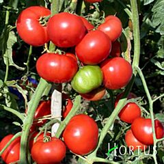 КЕМПБЕЛЛ / KEMPBELL - семена томата (помидора), Hortus