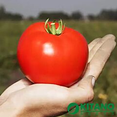 ХАЙД (КС 835) F1 / KHAID (KS 835) F1 - насіння томата (помідора), Kitano Seeds