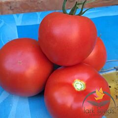 КЛАД F1 / KLAD F1 - семена томата (помидора), Lark Seeds