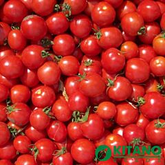КОНОРІ F1 / KONORI F1 - насіння томата (помідора), Kitano Seeds