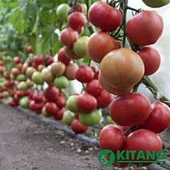КС 1157 F1 / KS 1157 F1 - насіння томата (помідора), Kitano Seeds