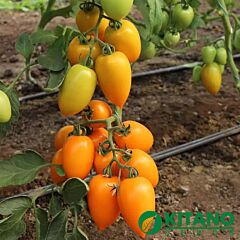 КС 1430 F1 / KS 1430 F1 - насіння томата (помідора), Kitano Seeds