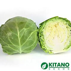 КС 1450 F1 / KS 1450 F1 - насіння білоголової капусти, Kitano Seeds