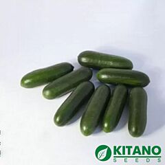 КС 1599 F1 / KS 1599 F1 - семена огурца, Kitano Seeds