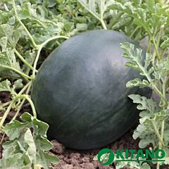 КС 160 F1 / KS 160 F1 - семена арбуза, Kitano Seeds