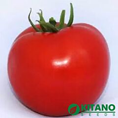 КС 202 F1 / KS 202 F1 - насіння томата (помідора), Kitano Seeds
