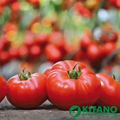 КС 206 F1 / KS 206 F1 - насіння томата (помідора), Kitano Seeds