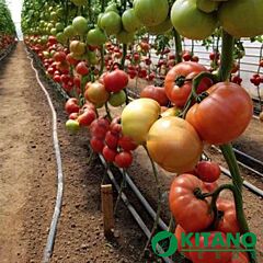 КС 307 F1 / KS 307 F1 - семена томата (помидора), Kitano Seeds