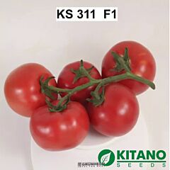 КС 311 F1 / KS 311 F1 - насіння томата (помідора), Kitano Seeds