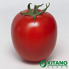 КС 3819 F1 / KS 3819 F1 - насіння томата (помідора), Kitano Seeds